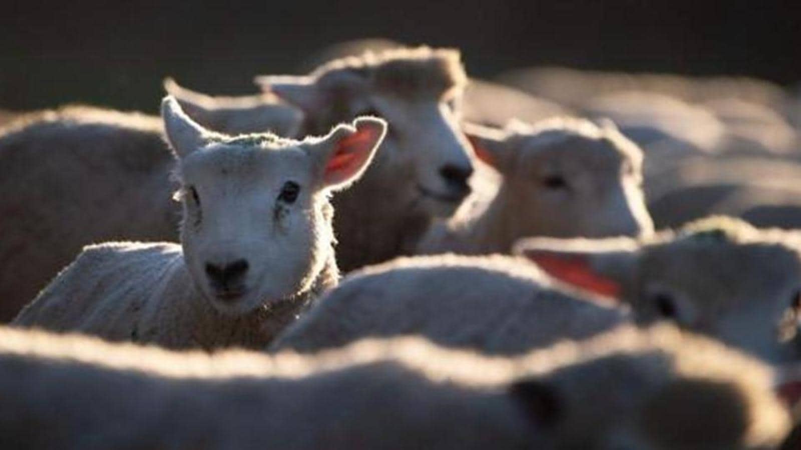 Sheep farm allotment to Jammu and Kashmir tribal youth begins | Latest News India - Hindustan Times Sheep farm allotment to Jammu and Kashmir tribal youth begins | Latest News India - Hindustan Times