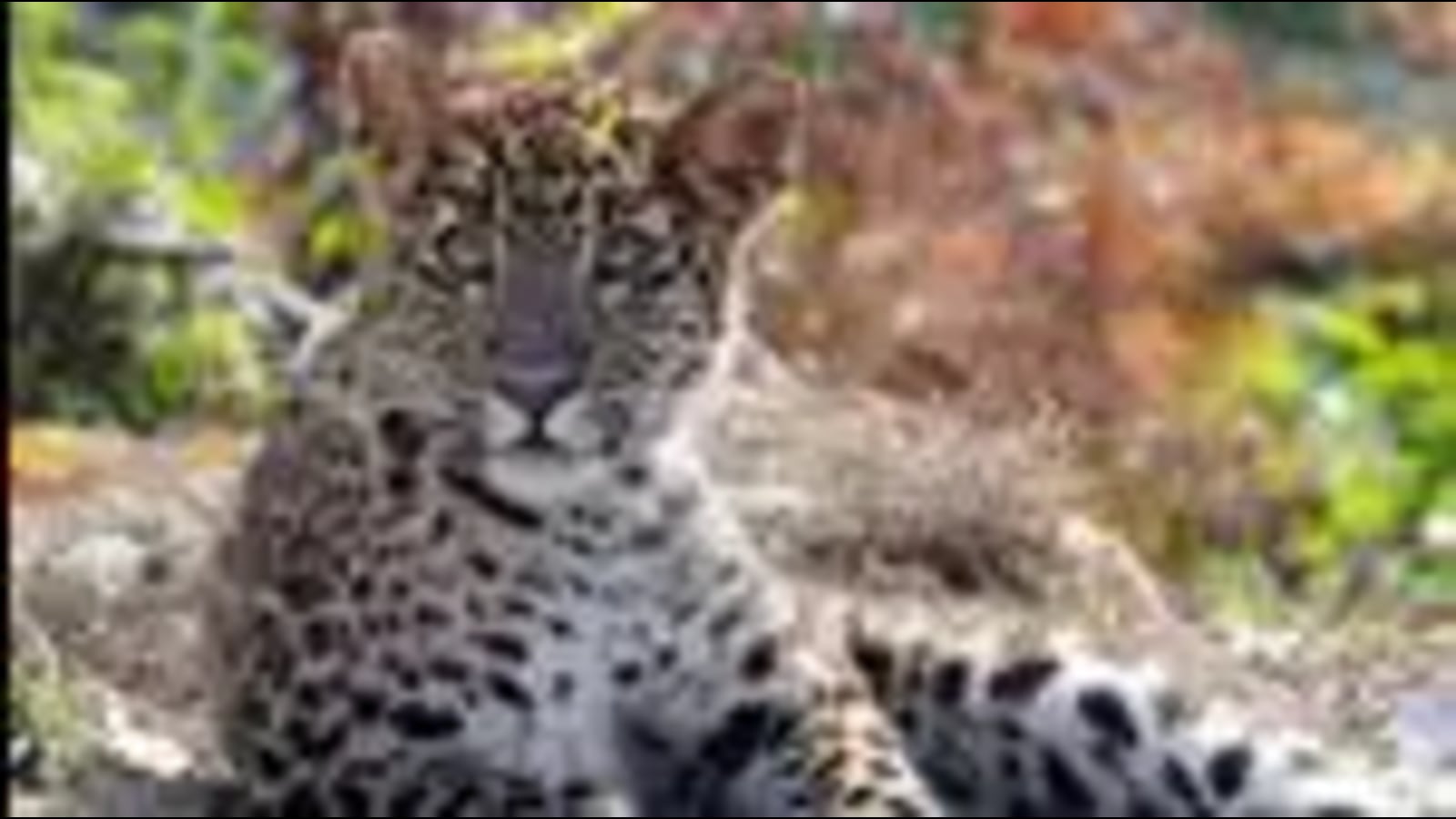 Uttarakhand forest dept ropes in hunter to kill ‘maneater’ leopard in Pithoragarh