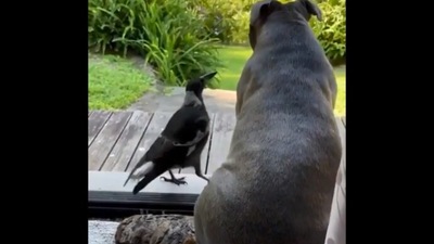 The image shows the bird and the dog sitting side by side. (Reddit/@ithandgraywallr)