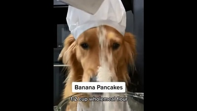 The image shows the cute dog ‘chef.’ (Instagram/@nuggetkoh)