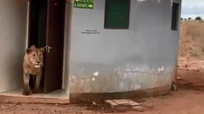 The image shows the lion coming out of the public toilet. (Twitter/@WildLense_India)