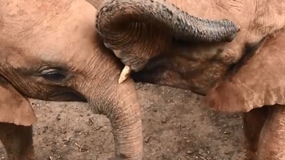 The image shows two baby elephants. (Twitter/@SheldrickTrust)