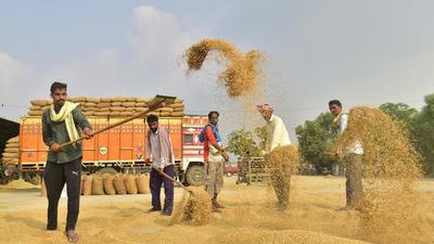 Paddy procurement is proceeding this season with the Centre’s mandate of direct payment being made to farmers in Punjab this kharif season, the second when this system is being followed. (HT Photo)