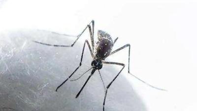 Ninety-one suspected dengue cases were reported in the Mohali district on Monday of which 46 were confirmed. (Image for representational purpose)