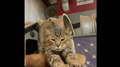 The image shows the stray cat that adopted the humans. (Reddit/@Thund3rbolt)