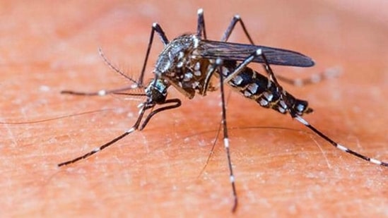 Dengue is a mosquito-borne viral disease that spreads widely during the monsoon season.