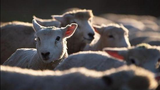 In phase-I of the sheep farming scheme in Jammu and Kashmir, 1,500 youth have been selected for setting up of 1,500 mini sheep farms this year. (AFP Photo/Representative use)