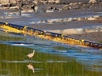 ‘CATASTROPHIC’: A long-billed curlew walks through oily water near a containment boom on Newport Beach, California.(AFP) ‘CATASTROPHIC’: A long-billed curlew walks through oily water near a containment boom on Newport Beach, California.(AFP)