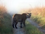 The tiger has so far killed four people and more than 20 heads of cattle, according to reports. The tiger has so far killed four people and more than 20 heads of cattle, according to reports. 