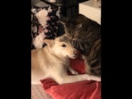 The cat obliges his dog friend with kisses in this adorable video, Screengrab