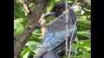 Birders said that the hair-crested drongo is generally found in the foothills of the Himalayas and its sighting is rare in Delhi-NCR. (Nitu Sethia) Birders said that the hair-crested drongo is generally found in the foothills of the Himalayas and its sighting is rare in Delhi-NCR. (Nitu Sethia)