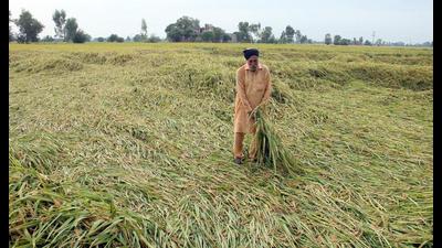 Picking of cotton is underway, whereas paddy harvesting in the Malwa belt of Punjab is yet to pick up (HT photo) Picking of cotton is underway, whereas paddy harvesting in the Malwa belt of Punjab is yet to pick up (HT photo)