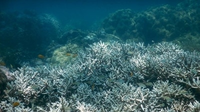 Much of the loss was attributed to coral bleaching (David Bellwood/ARC Centre of Excellence for Coral Reef Studies/AP/picture alliance ) Much of the loss was attributed to coral bleaching (David Bellwood/ARC Centre of Excellence for Coral Reef Studies/AP/picture alliance )
