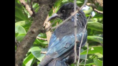 Birders said that the hair-crested drongo is generally found in the foothills of the Himalayas and its sighting is rare in Delhi-NCR. (Nitu Sethia) Birders said that the hair-crested drongo is generally found in the foothills of the Himalayas and its sighting is rare in Delhi-NCR. (Nitu Sethia)