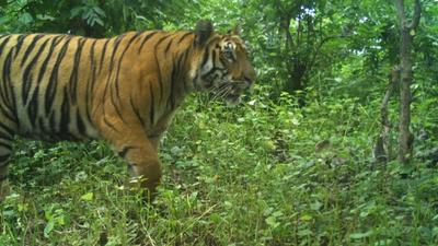 The tiger belonging to the Mudumalai Tiger Reserve has been active in the human habitation of Gudalur and has been preying on livestock since July 2021. (Agencies) The tiger belonging to the Mudumalai Tiger Reserve has been active in the human habitation of Gudalur and has been preying on livestock since July 2021. (Agencies)