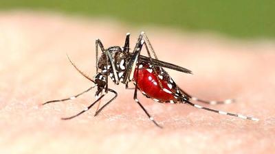 Dengue fever is caused by the bite of the female aedes aegypti mosquito, which is also called the tiger mosquito. (Shuttershock) Dengue fever is caused by the bite of the female aedes aegypti mosquito, which is also called the tiger mosquito. (Shuttershock)
