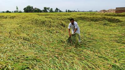 A farmer showing the damage to paddy crop after rain accompanied by strong winds hit Bathinda district on Monday evening. The storm that led to lodging of cotton and paddy crops will delay harvest by up to five days. (Sanjeev Kumar/HT) A farmer showing the damage to paddy crop after rain accompanied by strong winds hit Bathinda district on Monday evening. The storm that led to lodging of cotton and paddy crops will delay harvest by up to five days. (Sanjeev Kumar/HT)