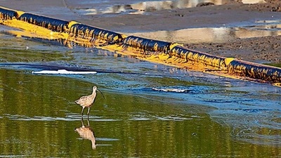 ‘CATASTROPHIC’: A long-billed curlew walks through oily water near a containment boom on Newport Beach, California. (AFP)