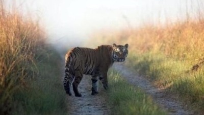 The tiger has so far killed four people and more than 20 heads of cattle, according to reports. (HT File Photo) The tiger has so far killed four people and more than 20 heads of cattle, according to reports. (HT File Photo)