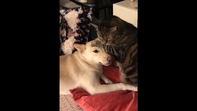The cat obliges his dog friend with kisses in this adorable video, Screengrab
