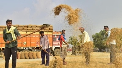 The Centre on Saturday took back its decision to postpone the procurement till October 11 and announced that it will start the procurement in Punjab and Haryana from Sunday only. (HT file photo. Representative image)