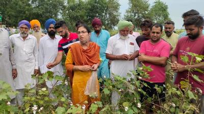 A team from PAU, Ludhiana, and KVK, Barnala, inspecting cotton fields in Rureke Kalan village of Barnala on Tuesday. (HT Photo)