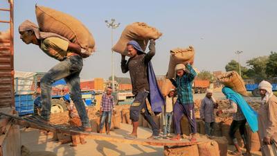 The Punjab food department is working on a consensus for a cap of 34 quintals per acre of paddy yield. (PTI) The Punjab food department is working on a consensus for a cap of 34 quintals per acre of paddy yield. (PTI)