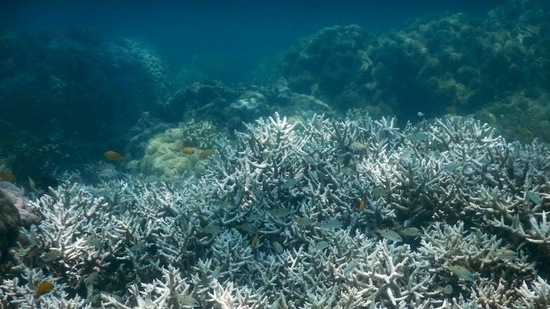 Much of the loss was attributed to coral bleaching&nbsp;(David Bellwood/ARC Centre of Excellence for Coral Reef Studies/AP/picture alliance )