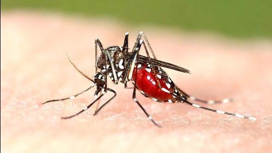Dengue fever is caused by the bite of the female aedes aegypti mosquito, which is also called the tiger mosquito. (Shuttershock)