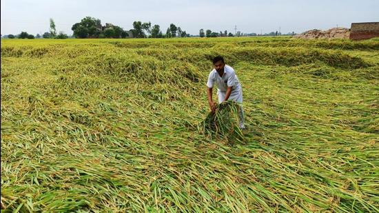 A farmer showing the damage to paddy crop after rain accompanied by strong winds hit Bathinda district on Monday evening. The storm that led to lodging of cotton and paddy crops will delay harvest by up to five days. (Sanjeev Kumar/HT)