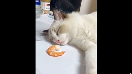 This sleeping cat's reaction to its favourite food, shrimp, put in front of it is priceless. Screengrab&nbsp;