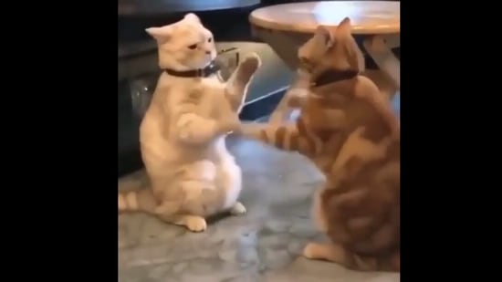 These two felines are engaged in a strange activity - one that involves their paws. Screengrab