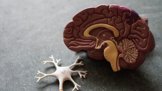 Benefits your brain: Fasting increases a brain hormone called brain-derived neurotrophic factor (BDNF) which may help depression and other brain problems.(Unsplash)