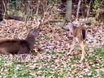 This video of two deer ‘chatting’ with each other was shot in one of the forests of the US.