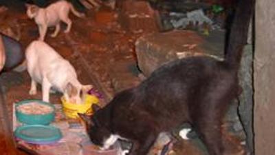 PMC’s effort to sign on an agency that can undertake the task to sterilise stray cats has run into the Covid pandemic and has not been revived. (HT (FOR REPRESENTATIONAL PURPOSE)) PMC’s effort to sign on an agency that can undertake the task to sterilise stray cats has run into the Covid pandemic and has not been revived. (HT (FOR REPRESENTATIONAL PURPOSE))