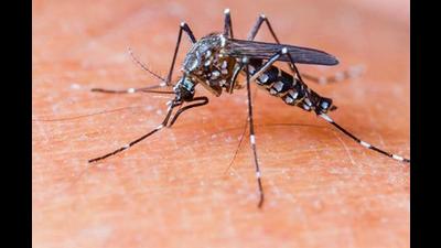 Ambala health officials said that the larva of female species of Aedes Aegypti mosquito or dengue mosquito was mostly found in the back tray of refrigerators filled with water and empty tyre. (Representative image)