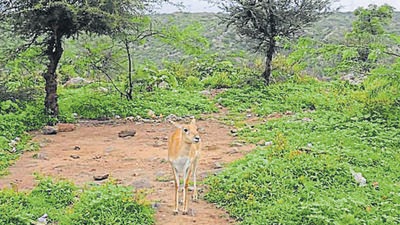 The paper says that to achieve the NDC extensive plantations in all possible available lands outside the government forests was necessary. (HT Photo) The paper says that to achieve the NDC extensive plantations in all possible available lands outside the government forests was necessary. (HT Photo)