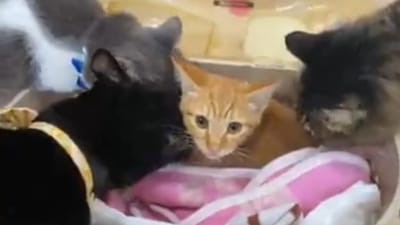 This kitten gets the warmest welcome from older cats. Screengrab