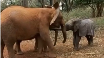 Elephants surround little Kerrio to make her feel she is one of them.&nbsp; (Instagram/@sheldricktrust)
