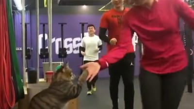 The cat perched atop a seat in the gym happily high-fives each human in the video. Screengrab
