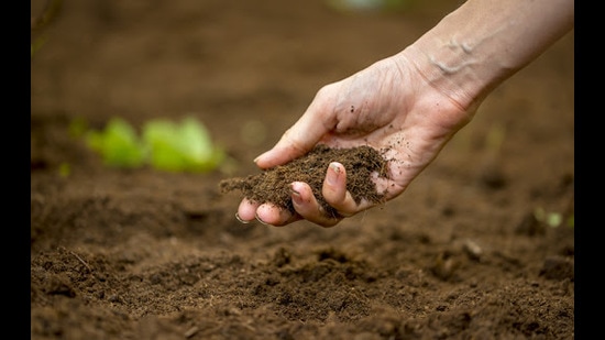 According to the Haryana Water Resources Authority, the target of improving soil fertility of one lakh acre land in a year has been set after completing the first phase of land survey in four districts. (IStock)