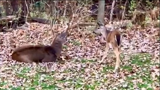 This video of two deer ‘chatting’ with each other was shot in one of the forests of the US.