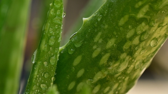 Aloe vera: Aloe vera has anti-bacterial properties which soothe the skin as well as exfoliates and hydrates it. Massage a small amount of aloe vera gel on your underarms and leave it for 5-10 minutes.(Unsplash)