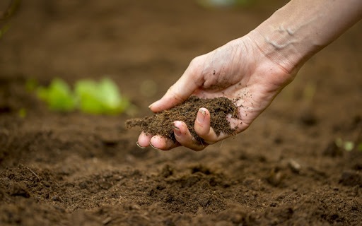 In India, the rapid degradation of topsoil is raising concerns about agricultural productivity and food security. (iStock) In India, the rapid degradation of topsoil is raising concerns about agricultural productivity and food security. (iStock)