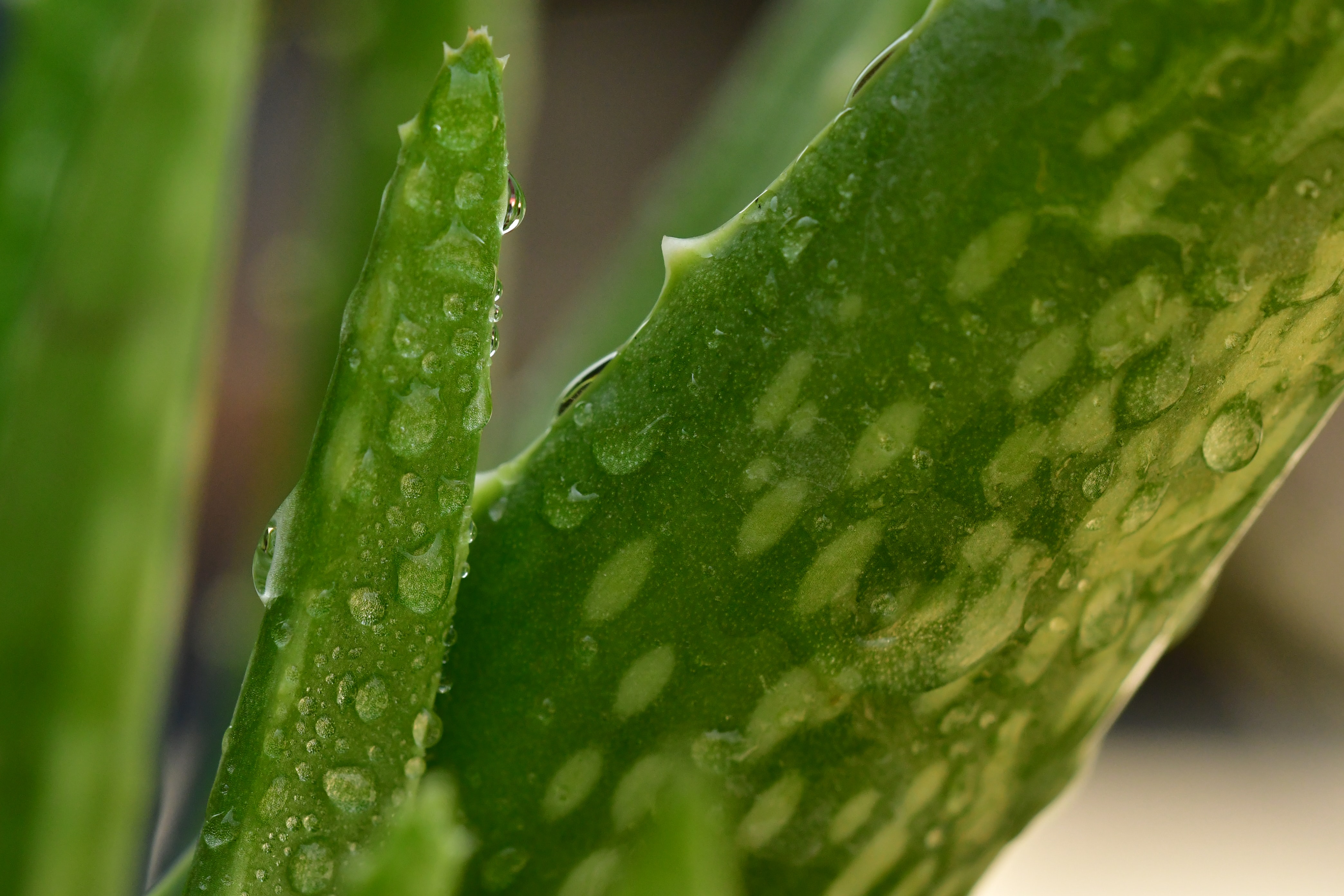 Aloe vera helps to clean your stomach. (Picture credit: Unsplash) Aloe vera helps to clean your stomach. (Picture credit: Unsplash)