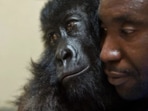 Park ranger Andre Bauma with gorilla Ndakasi (File Photo/Virunga National Park)