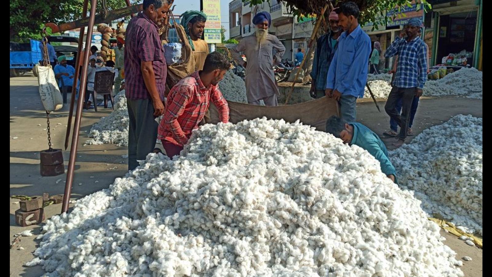 Cotton prices at alltime high in Punjab, kharif crop fetching ₹7,500
