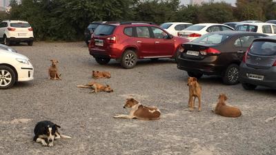The two men had alleged that the dog had barked at them and charged towards them to bite, so they thrashed it. Case registered at Maloya police station of Chandigarh. (HT File/Representational image)