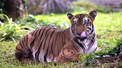 The operations, to trap the tiger, coded T23, started after it killed four people, two in the gap of 14 days, in Gudalaur, Masinagudi and Singara area and more than 20 head of cattle, involves officials from Tamil Nadu, Kerala and Karnataka. (HT Photo)