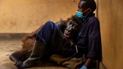 The images shows mountain gorilla Ndakasi with her caretaker. (Instagram/@virunganationalpark) The images shows mountain gorilla Ndakasi with her caretaker. (Instagram/@virunganationalpark)